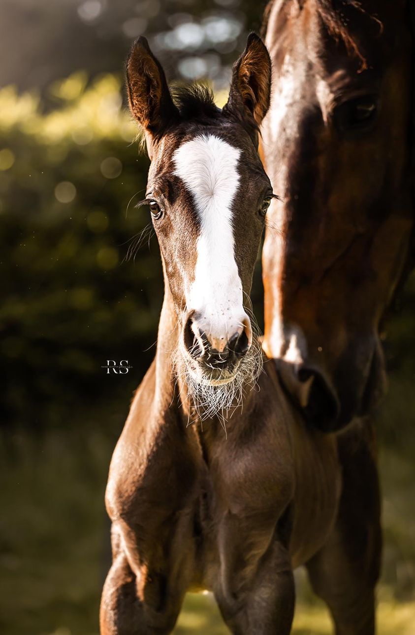 kan zijn waterbestendig Natura Paardenwelzijnsadviseur revalidatietrainer (Freestyle Academy Emiel Voest)  * Wedstrijdruiter * instructeur revalidatietrainer i.o.Paardrijden is mijn  passie en lesgeven hoort daarbij kennis overdragen is mijn doel. Neem  contact op voor de mogelijkheden ...